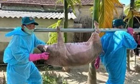 Dịch tả lợn châu Phi có gây bệnh cho người?