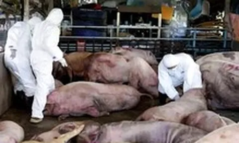 Dịch tả heo châu Phi bùng phát: Lưu ý gì để bảo vệ sức khỏe?