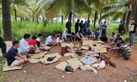 Đá gà sát phạt trên 1,6 tỉ đồng, 8 người bị tạm giữ