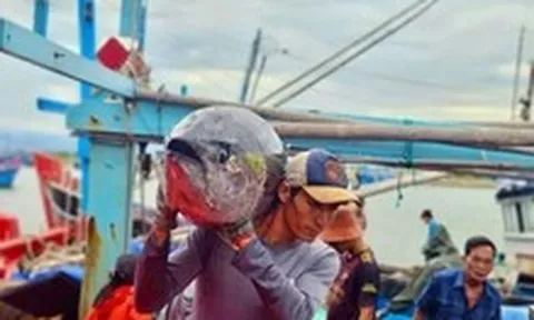 Giá cá ngừ đại dương giảm, ngư dân kéo dài thời gian khai thác