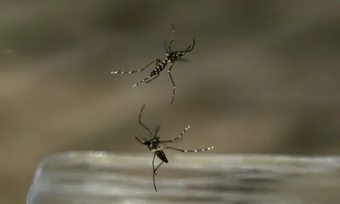 Dấu hiệu nhận biết bệnh Chikungunya và cách phòng bệnh