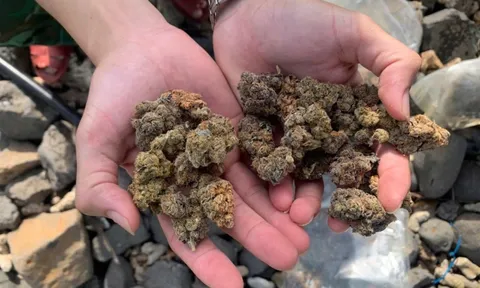 Ăn kẹo không rõ nhãn mác, 2 chị em dương tính với cần sa