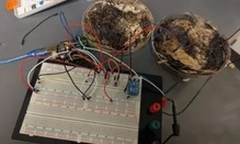 Chế tạo bộ nhớ máy tính từ… nấm