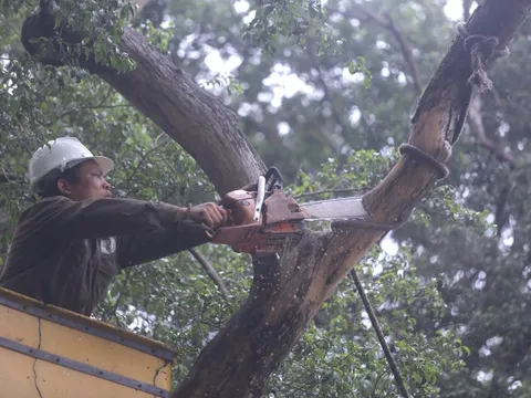 Cận cảnh chặt hạ 3 cây sưa quý hiếm chết ven hồ Gươm