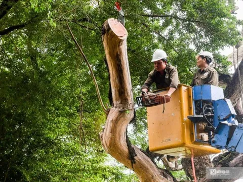 Hà Nội: Tiến hành chặt 3 cây sưa ven hồ Hoàn Kiếm