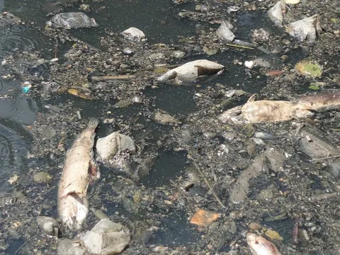 Cá chết, rác thải nổi trên kênh Nhiêu Lộc - Thị Nghè