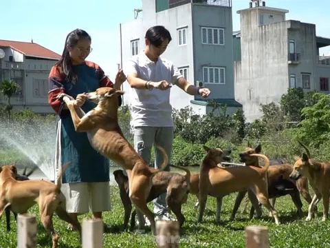 Nữ dược sĩ sở hữu 3 ‘khuyển vương’ Phú Quốc giá trị tiền tỉ ở Hà Nội