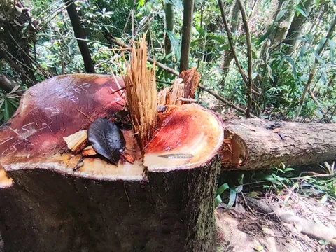 Tuyên án nhóm lâm tặc gặp cây to là cưa, ông trùm vẫn ‘bóng chim tăm cá’