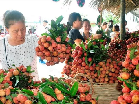 Hàng triệu tấn trái cây vào vụ thu hoạch: Xây dựng kịch bản để tiêu thụ