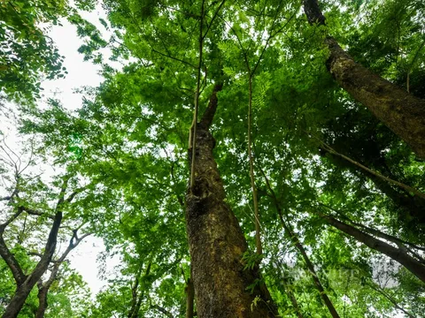 Cận cảnh những cây sưa được ví như 'vàng lộ thiên' ở Hà Nội