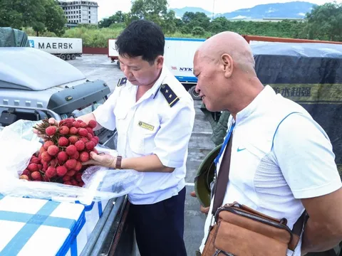 Ưu tiên 'luồng xanh' cho xe chở quả vải tươi từ Lào Cai sang Trung Quốc