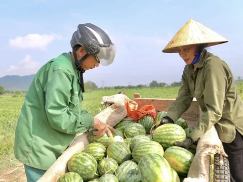 Nông dân phấn khởi thu hoạch dưa giữa trưa nắng chang chang