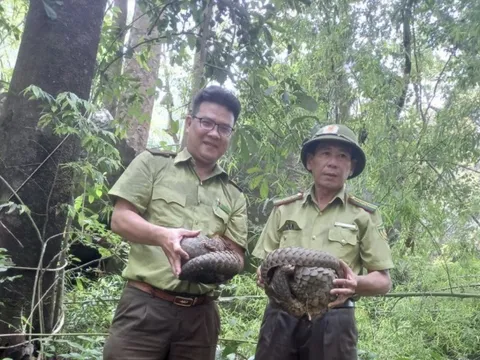 Tê tê Java quý hiếm cùng nhiều loại động vật hoang dã được thả về tự nhiên