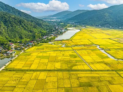 'Bay' trên những cánh đồng lúa chín vàng đẹp như tranh