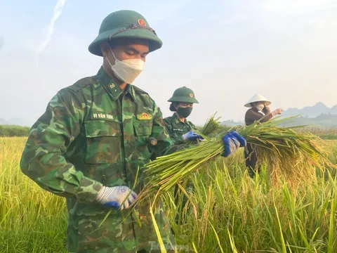 Bộ đội Biên phòng ‘cõng nắng’ giúp dân thu hoạch lúa