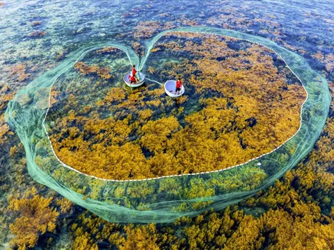 Ngập sắc vàng mùa rong mơ