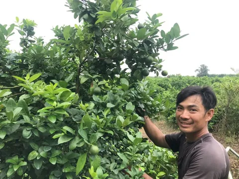 Tỷ phú nông dân ở Long An trồng loại quả bạt ngàn, bay flycam rộng mênh mông, thu tiền tỷ