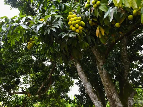 Cây vải u hồng đặc biệt, từng giúp chủ kiếm 7 lượng vàng 1 vụ