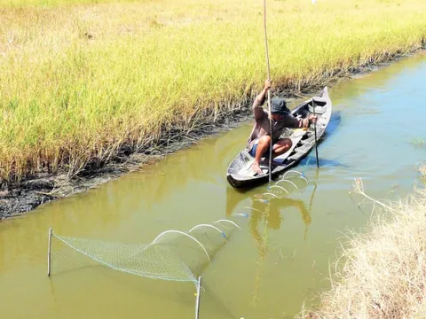 Mô hình sinh kế tôm-lúa quản lý cộng đồng thích ứng biến đổi khí hậu ở Kiên Giang