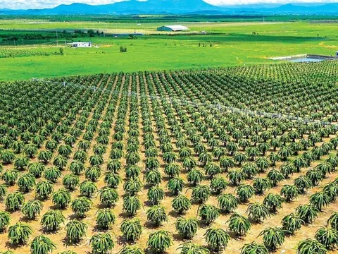 Bình Thuận: 40 năm phát triển thủ phủ thanh long huyện Hàm Thuận Nam