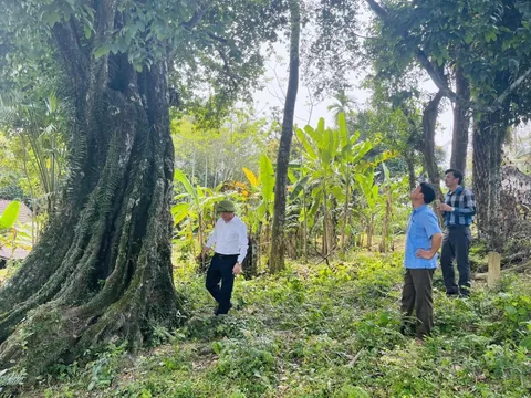 Cây thị cổ thụ thời khởi nghĩa Lam Sơn được công nhận là cây di sản