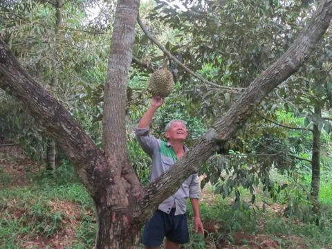 Trồng sầu riêng ví như cây tiền tỷ, một xã ở Bà Rịa – Vũng Tàu có nhiều nông dân là tỷ phú