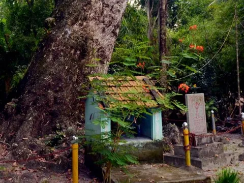 Hai cây cổ thụ đồ sộ 700 năm tuổi ở vùng Bảy Núi của An Giang là giống cây gì?