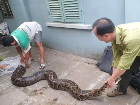 Con trăn đất lớn nhất mà kiểm lâm TP.HCM tiếp nhận được thả về Láng Sen
