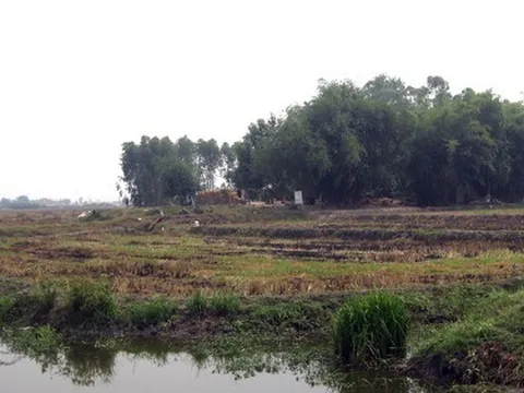 Phát lộ mộ táng người cổ với bộ vòng nguyên khối ở Long An