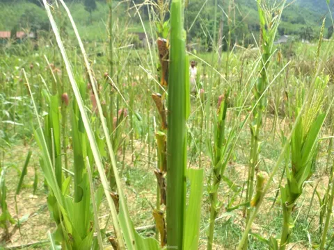 Châu chấu hoành hành ở Nghệ An