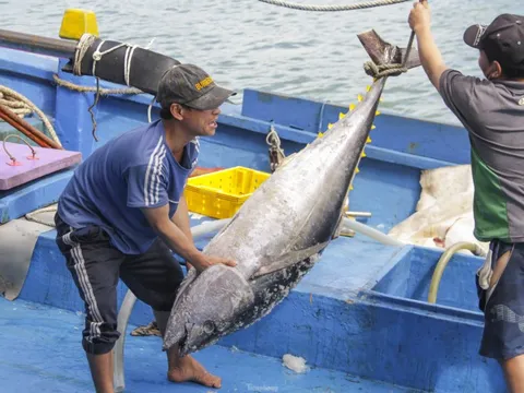 Lần đầu tiên Bình Định có Lễ hội cá ngừ