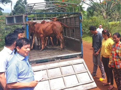 Tặng bò cho hộ nghèo và trồng cây khu vực biên giới Bình Phước