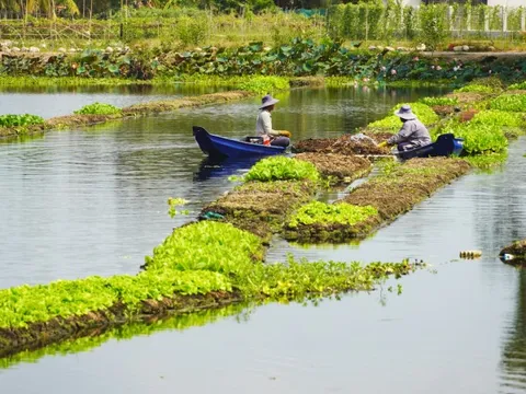 Chuyện lạ Long An, trồng rau tốt um trên bèo lục bình nổi trên sông, Tây Ninh đang muốn làm theo