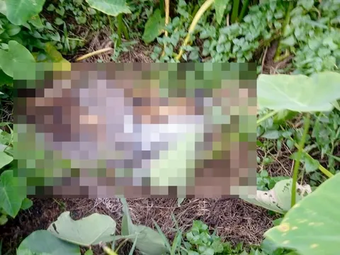 Phát hiện bộ xương người trong lùm cây ở vùng ven TPHCM