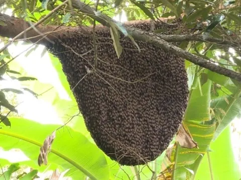 Hà Tĩnh: Đi lấy mật, người đàn ông bị ong đốt tử vong