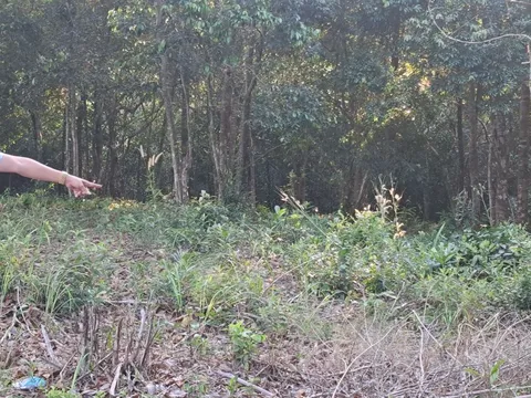 Đề nghị truy tố 4 bị can hủy hoại hàng nghìn mét vuông rừng ở Phú Quốc