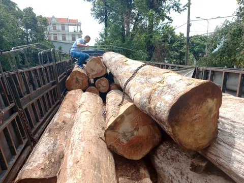 Khởi tố vụ xe tải chở 23 lóng gỗ Kơ nia không rõ nguồn gốc ở Gia Lai