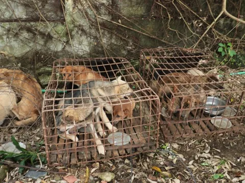 Bắt ổ nhóm trộm chó do cặp đôi nam nữ cầm đầu