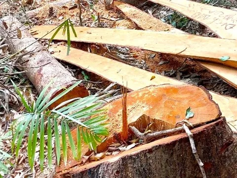 Công an Gia Lai phát hiện 52 thân gỗ bị cưa hạ trái phép