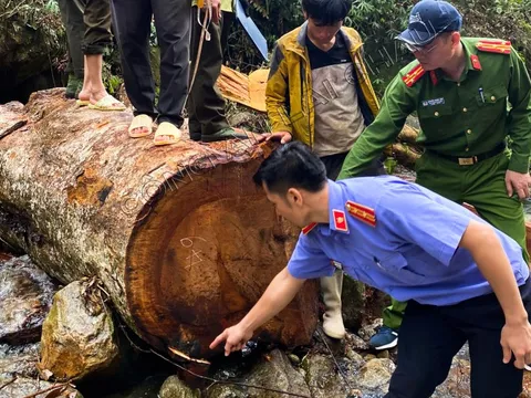 Tạm giữ 8 đối tượng phá rừng phòng hộ ở Lai Châu