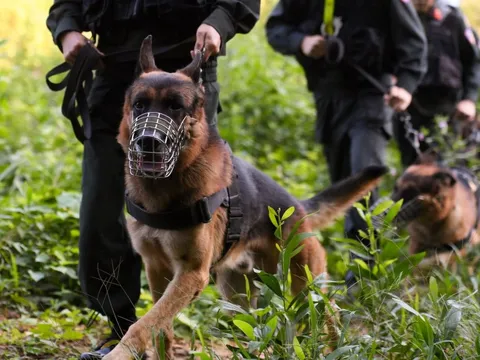 Bắt 6 đối tượng tham gia vụ nổ súng tấn công trụ sở công an xã ở Đắk Lắk