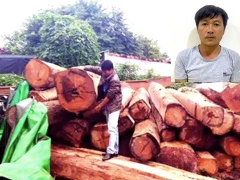 Bắt tài xế trong đường dây vận chuyển gỗ lậu do giang hồ khét tiếng ở Gia Lai cầm đầu