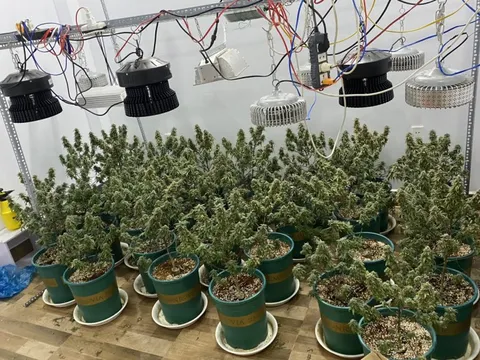 Phát hiện 'vườn' cần sa và súng đạn trong nhà của hai thanh niên ở TPHCM