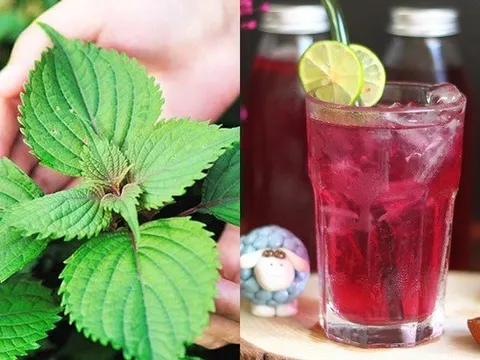 Nước lá tía tô tốt cho sức khỏe nhưng có một số người càng dùng nhiều càng ‘độc’