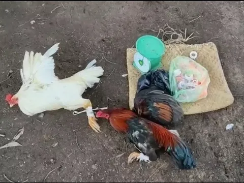 Triệt phá hai trường gà quy mô ở Long An