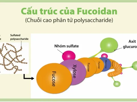 Nâng cao hệ miễn dịch với Fucoidan phân tử cao