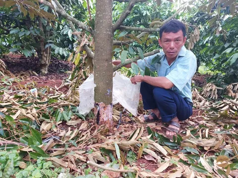 Vườn sầu riêng nhà Bí thư xã bị kẻ gian phá hoại