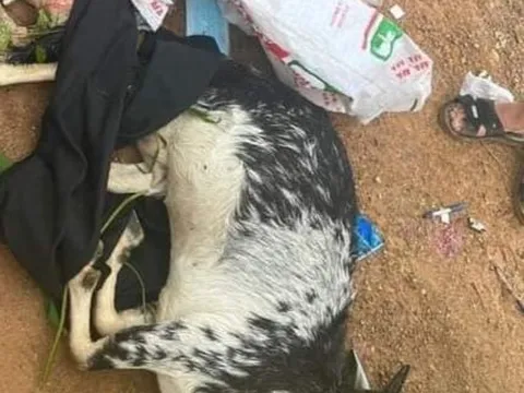 Tạm giam ba cựu cán bộ công an bắn chết dê của người dân