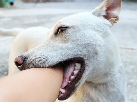 Một phụ nữ phát bệnh dại tử vong sau 7 tháng bị chó con cắn