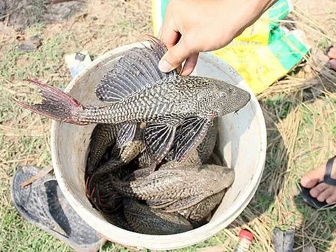 Bé gái 13 tuổi tử vong nghi ngờ do ăn cá lau kiếng